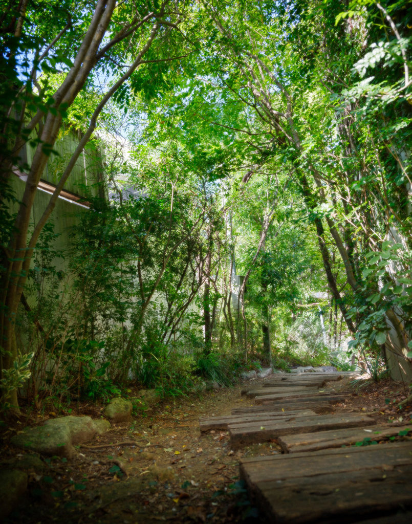 原田写真館木のトンネルアプローチ